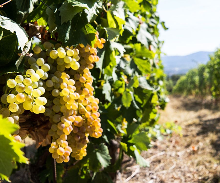 Grappoli di Uva bianca