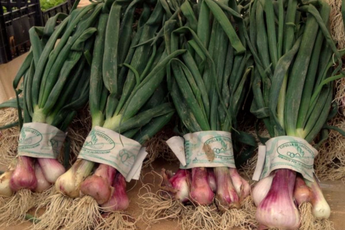 Cipolla di Treschietto