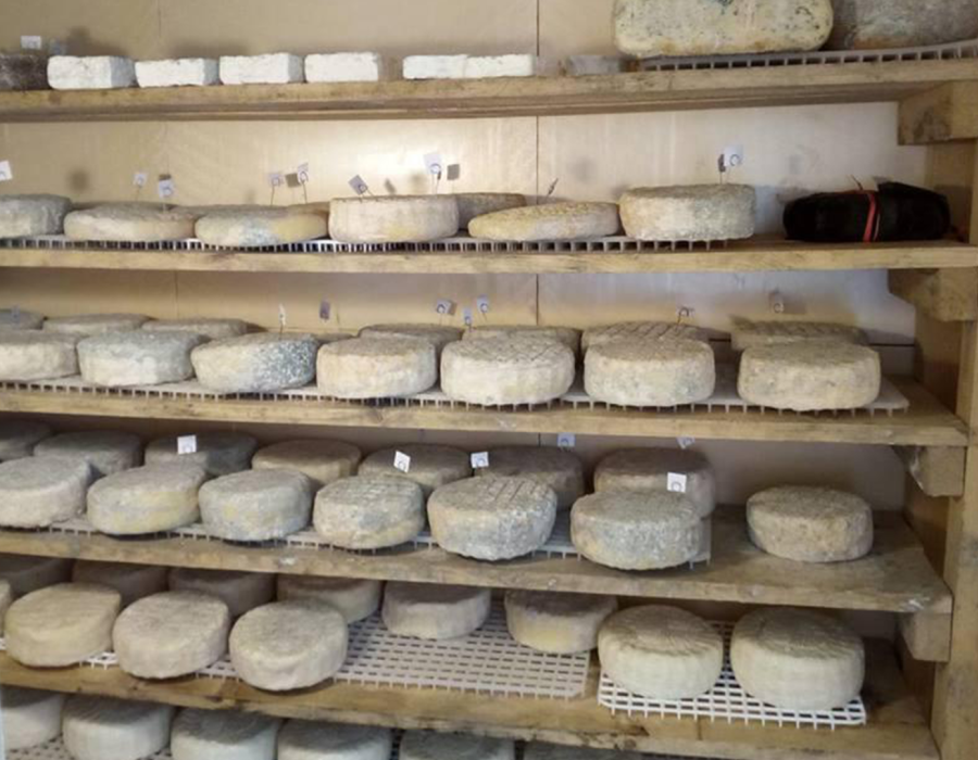 Pecorino della Costa Apuana