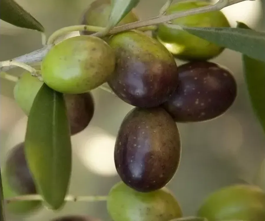 Olio di Madremignola