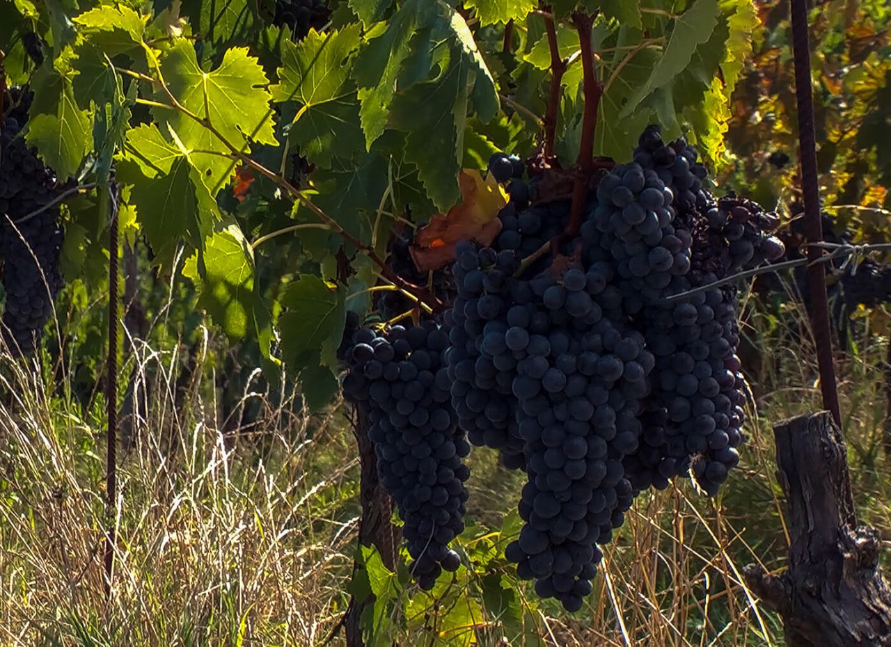 Grappolo di uva in un vitigno