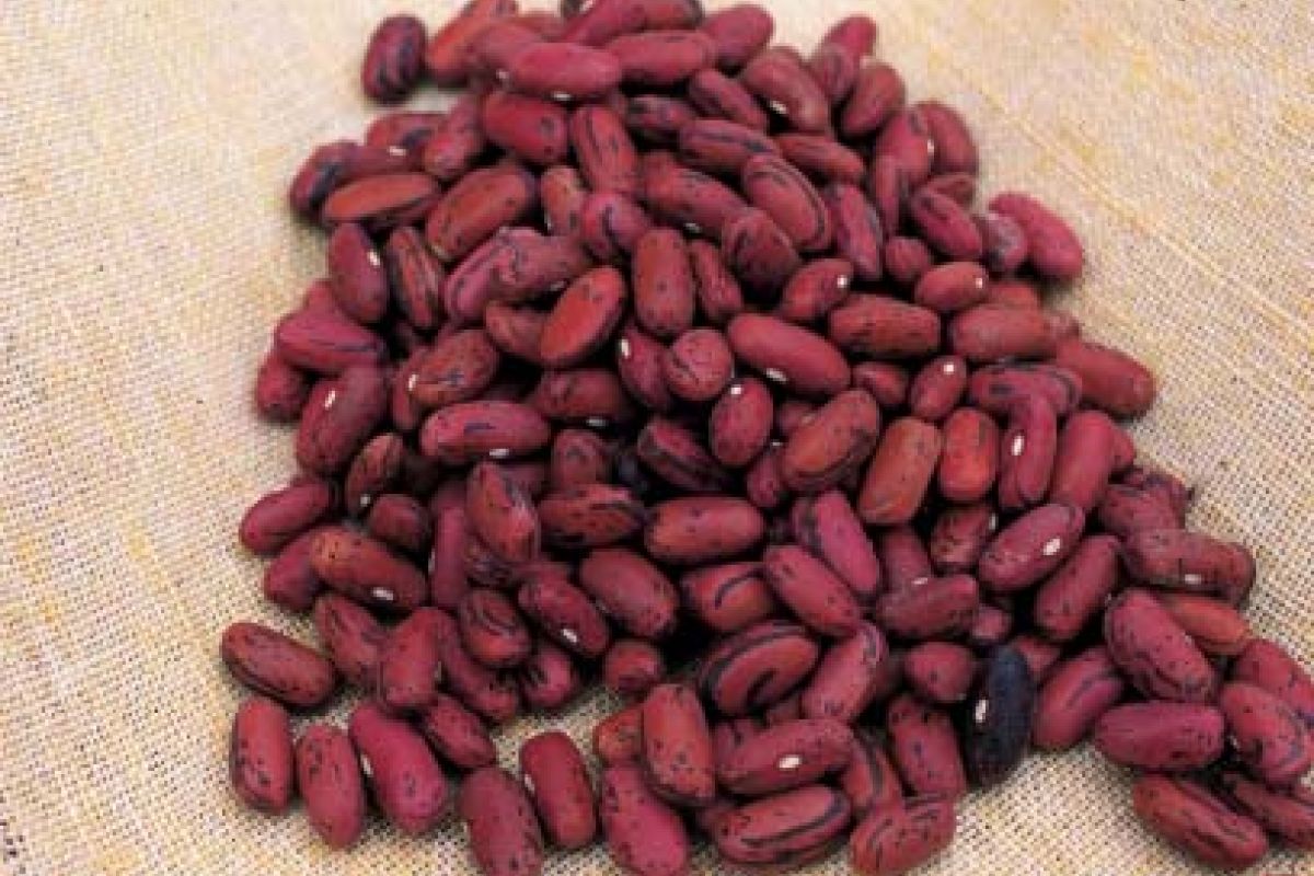 Fagiolo rosso di Lucca