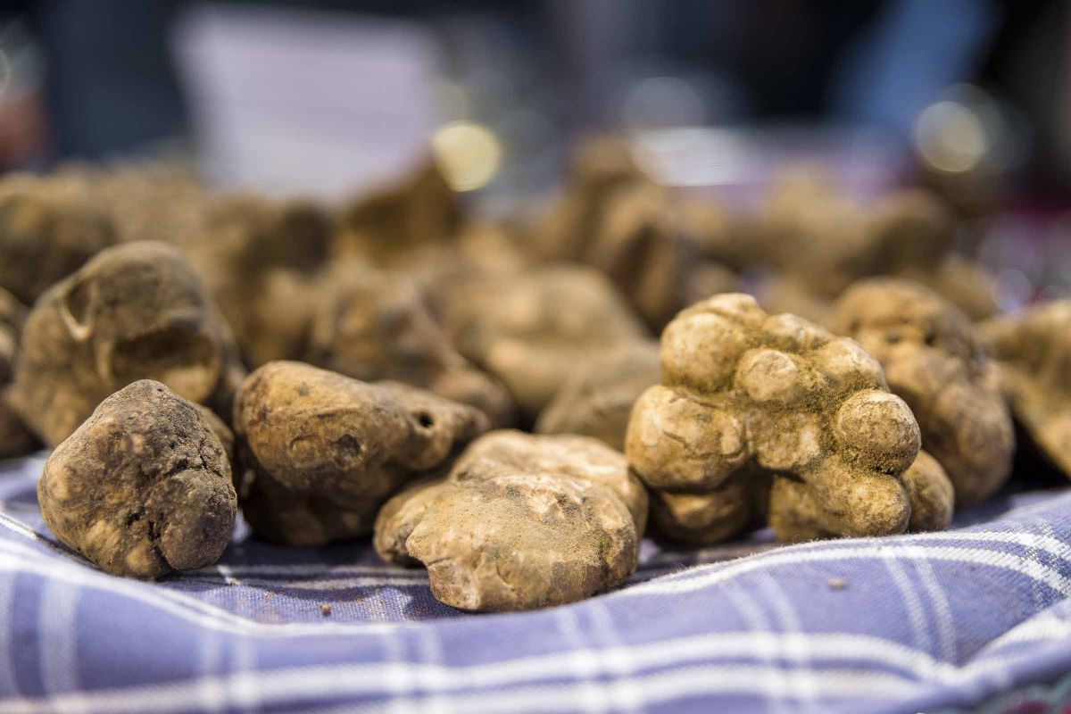 Tartufo di San Miniato