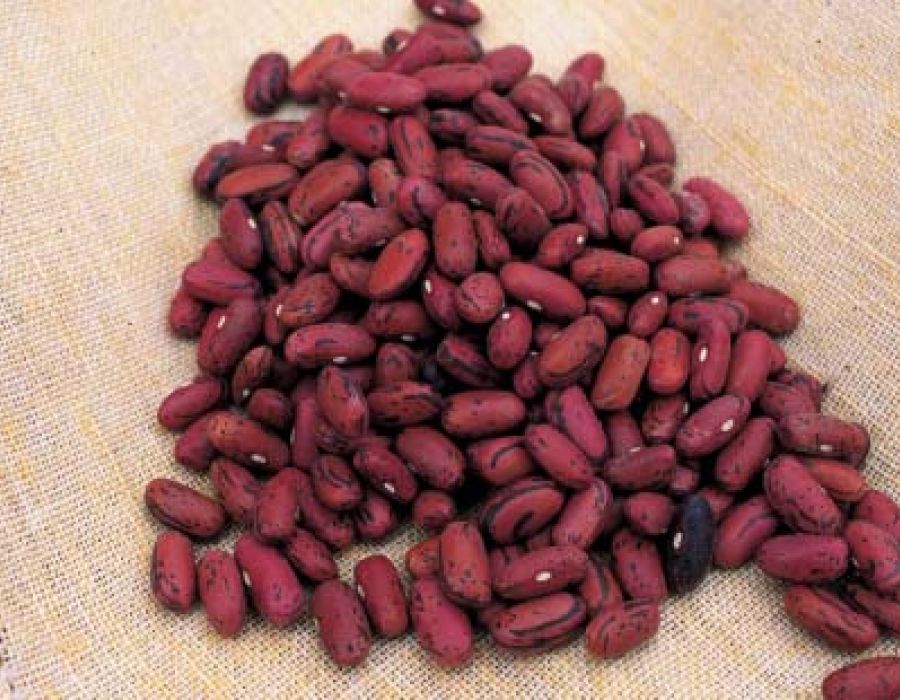 Fagiolo rosso di Lucca