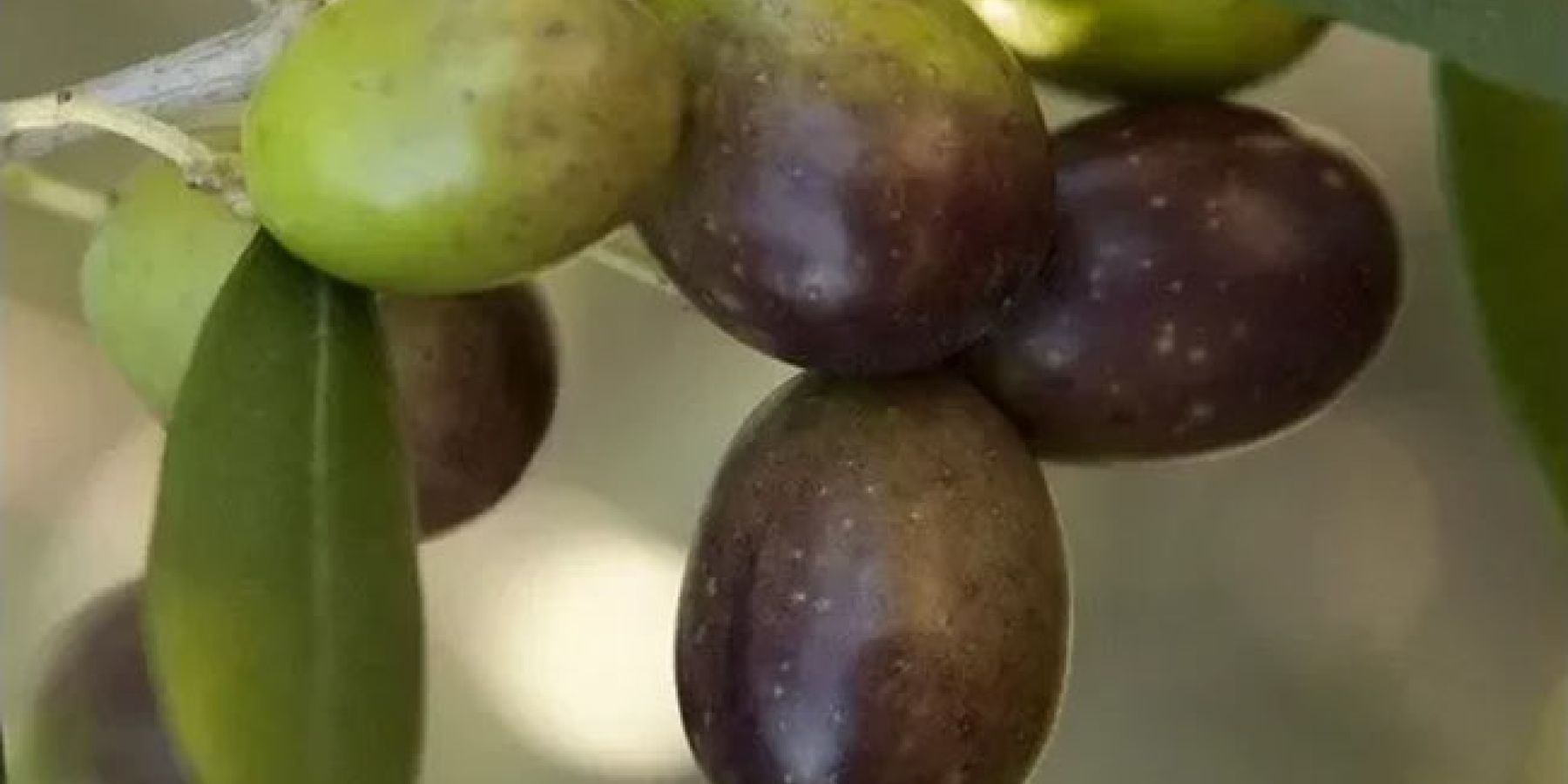 dettaglio olive su albero olivo
