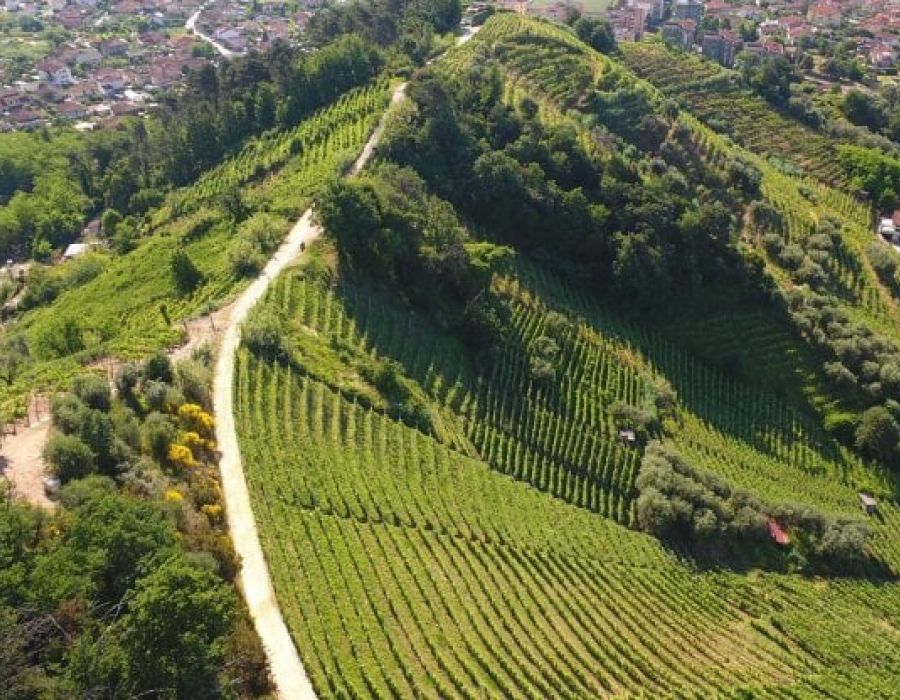 Candia dei colli Apuani