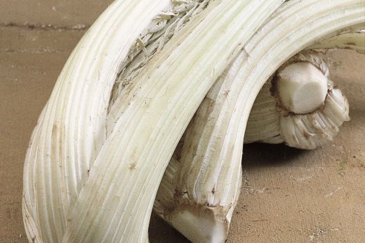 Cardo gigante di Lucca