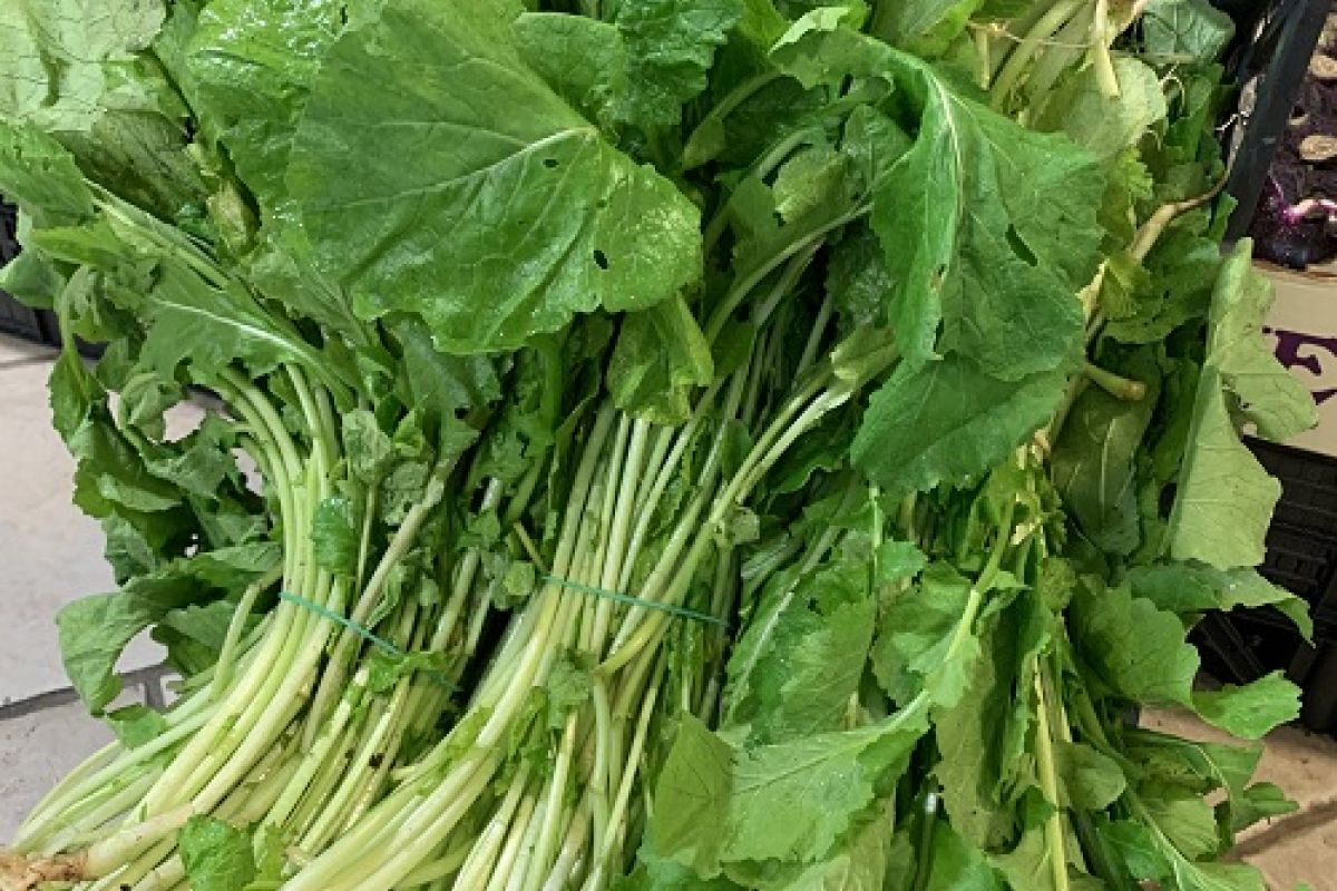 Rapini