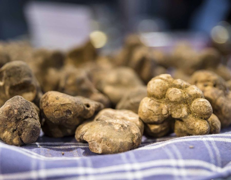 Tartufo di San Miniato