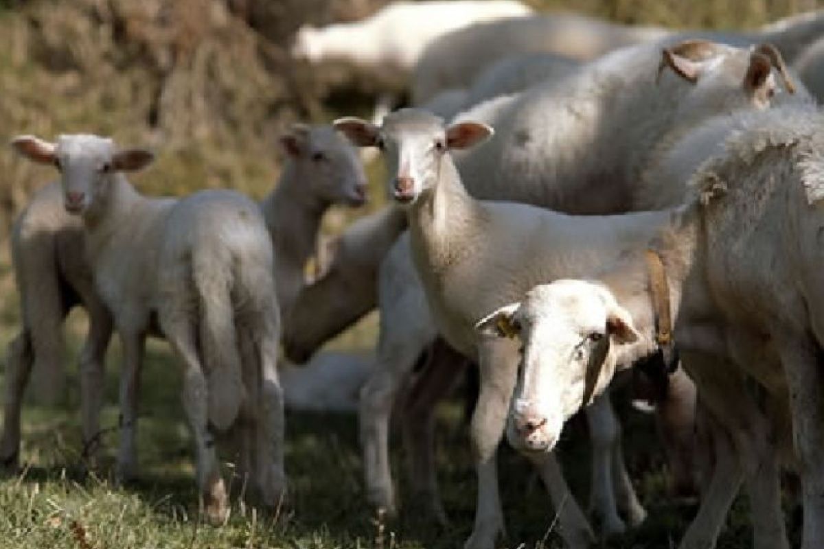 Agnello di Zeri