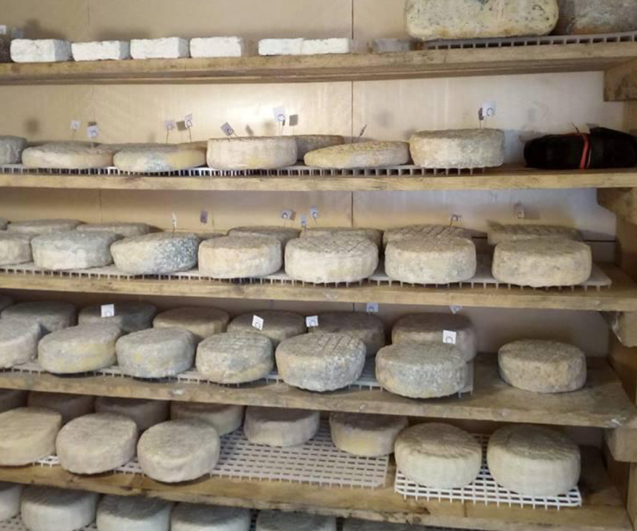 Pecorino della Costa Apuana