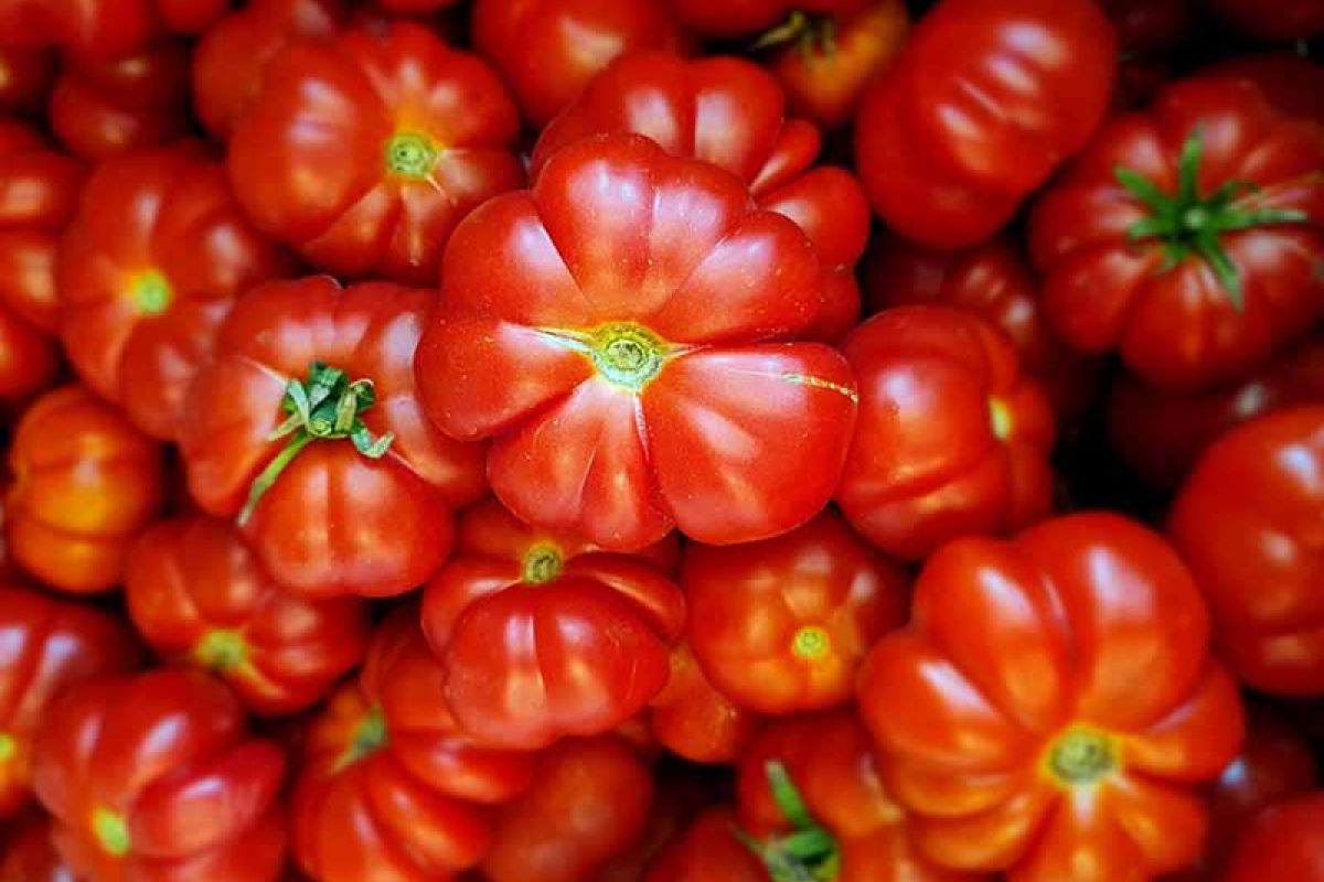 Pomodoro pisanello