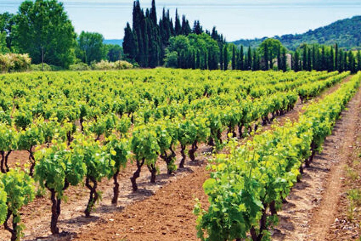 Val di Cornia DOC