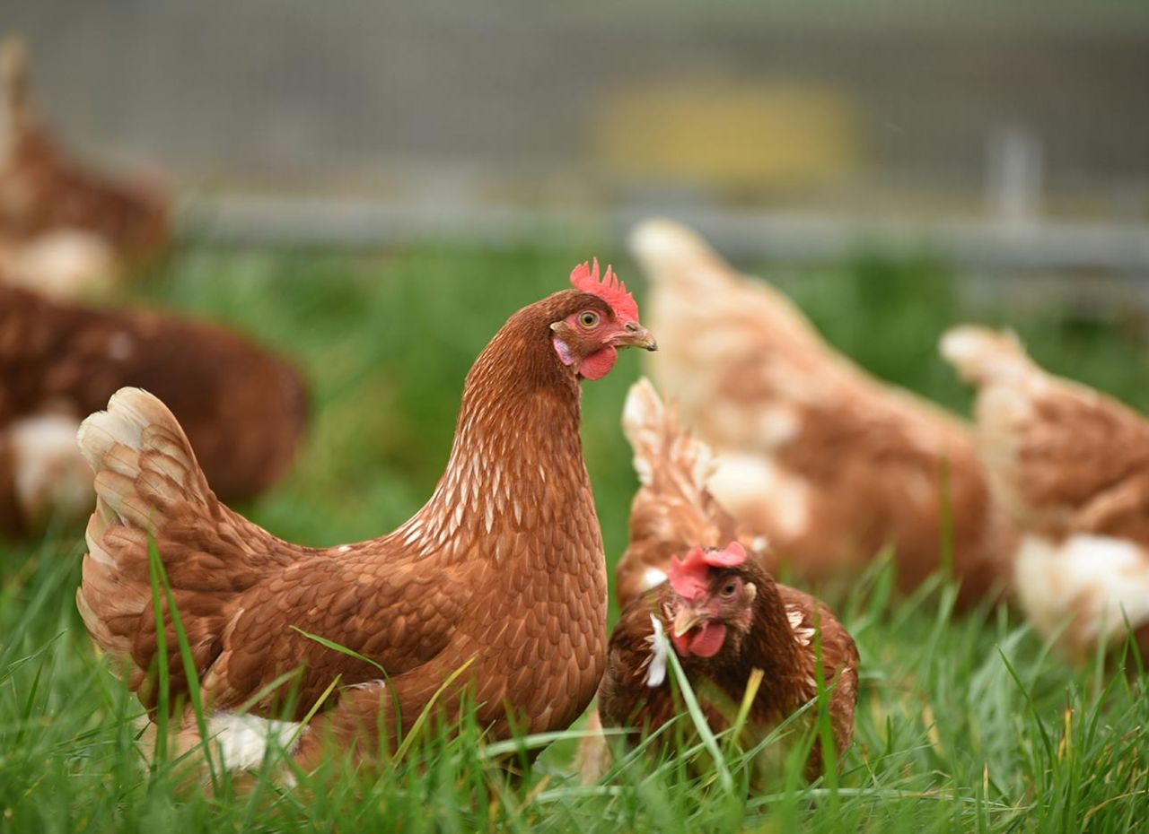 Allevamento di galline