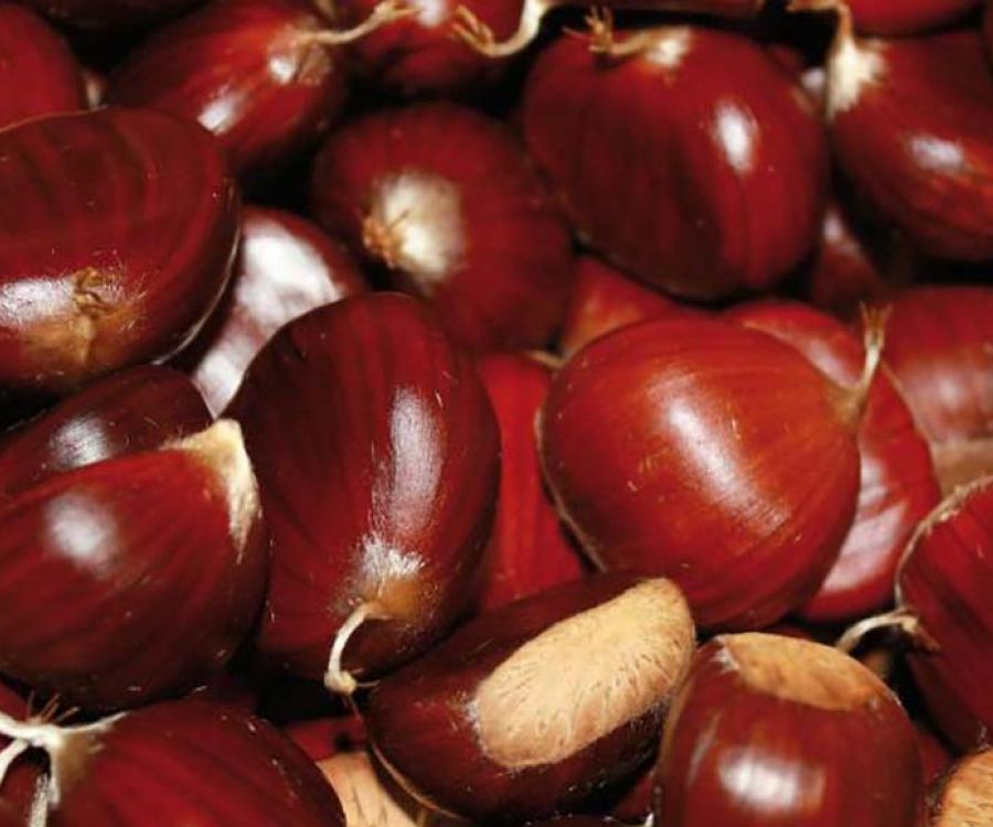 Castagne garfagnana