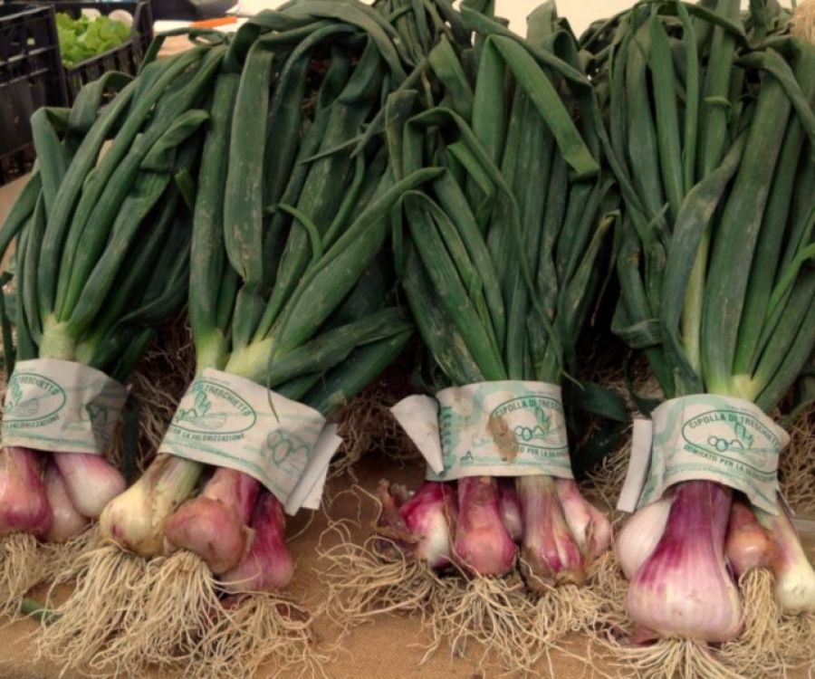 Cipolla di Treschietto