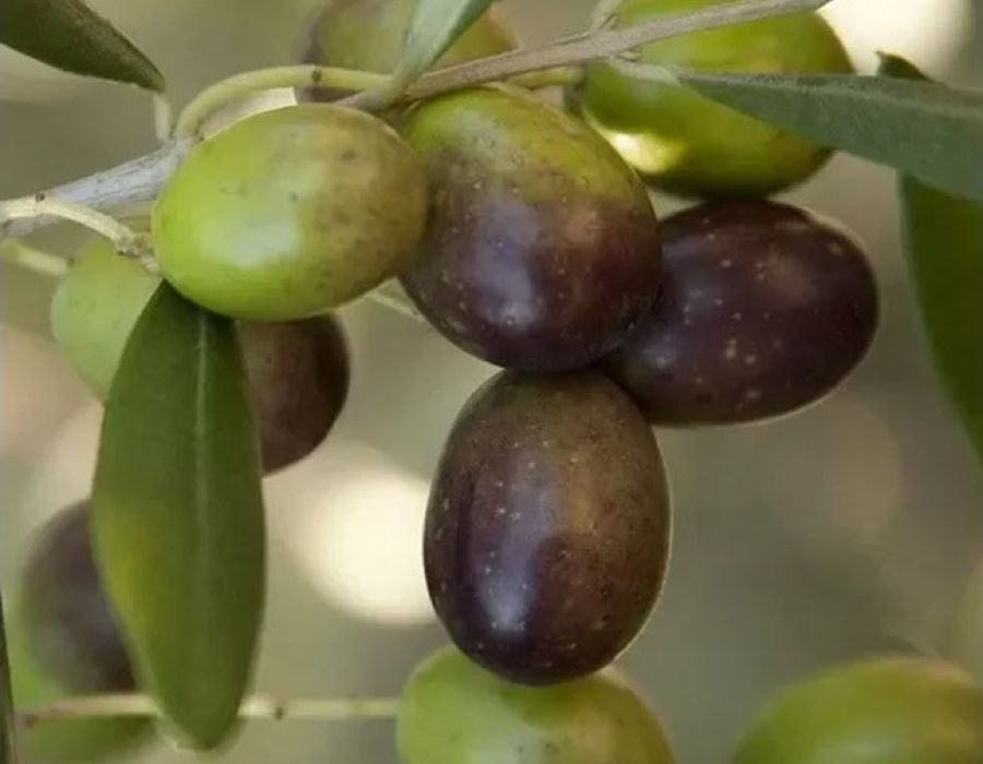 dettaglio olive su albero olivo
