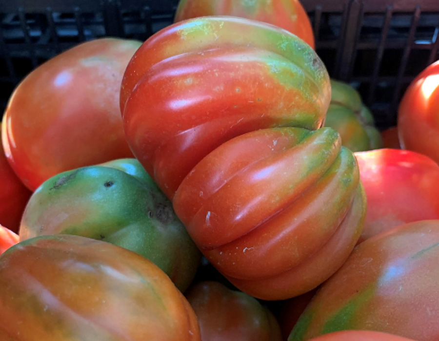 Pomodoro canestrino