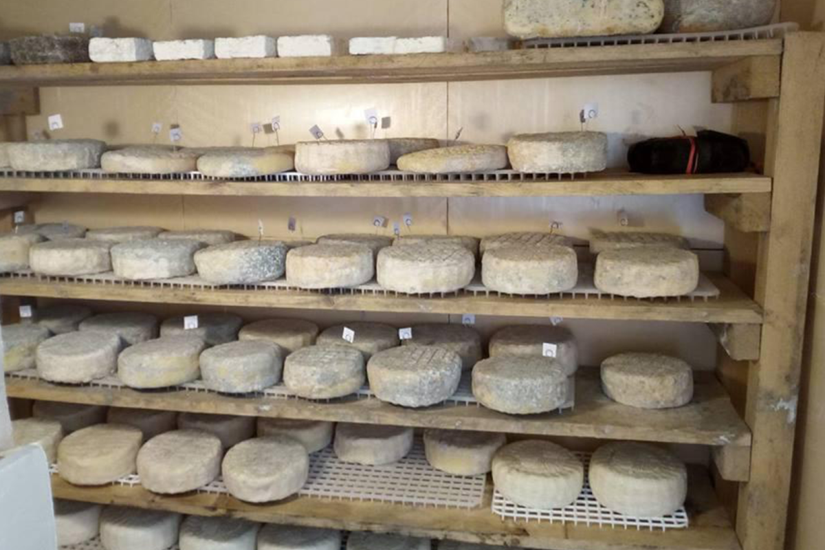 Pecorino della Costa Apuana