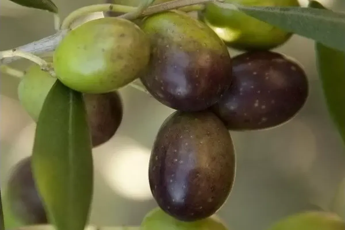 Olio di Madremignola