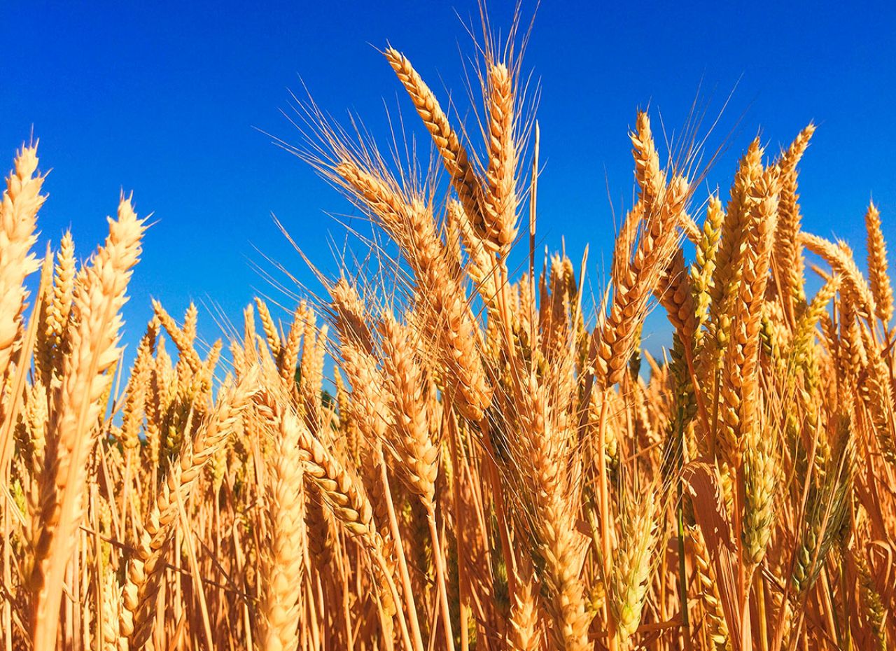 campo di cereali a Pisa