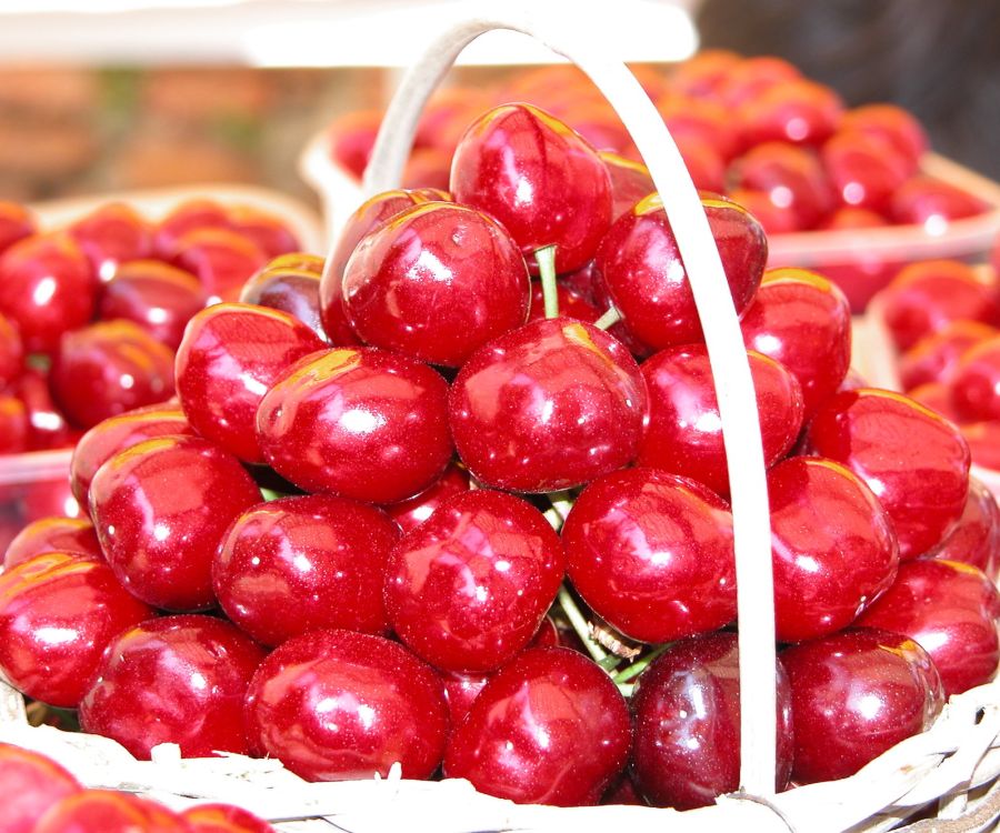 Ciliegia di Lari IGP