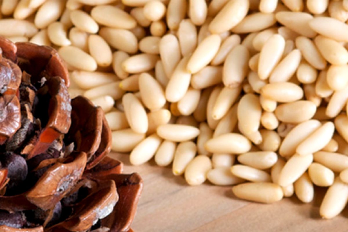 Pinolo del Parco di Migliarino-San Rossore